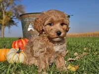Buttercup , a female Havapoo for sale in Boyden, IA – 7 of 10