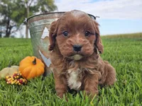 Oliver, a male Cavapoo for sale in Boyden, IA – 4 of 10