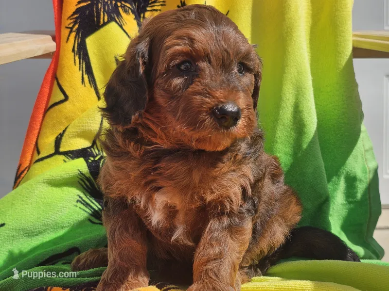 Stitch – Miniature Bernedoodle puppy for sale in Boyden, IA
