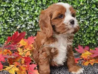 Toby, a male Cavapoo for sale in Boyden, IA – 2 of 10
