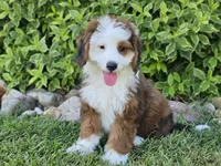 Sonic, a male Miniature Bernedoodle for sale in Boyden, IA – 4 of 10