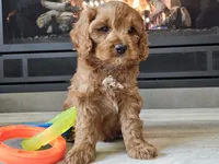 Maurice , a male Cavapoo for sale in Boyden, IA – 4 of 10
