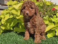 Polly, a female Poodle - Miniature  for sale in Boyden, IA – 6 of 10