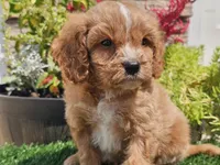 Gideon, a male Cavapoo for sale in Boyden, IA – 9 of 10