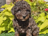 Pebbles, a male Poodle - Miniature  for sale in Boyden, IA – 4 of 10