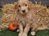 Silas, a male Goldendoodle for sale in Boyden, IA – 4 of 10