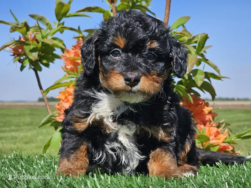 Juri – Miniature Aussiedoodle puppy for sale in Boyden, IA