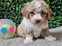 Pikka, a female Bichpoo for sale in Boyden, IA – Photo 5 of 10