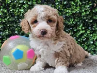 Pikka, a female Bichpoo for sale in Boyden, IA – Photo 2 of 10