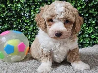 Pikka, a female Bichpoo for sale in Boyden, IA – Photo 7 of 10
