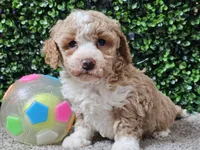 Pikka, a female Bichpoo for sale in Boyden, IA – Photo 8 of 10