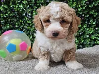 Pikka, a female Bichpoo for sale in Boyden, IA – Photo 4 of 10