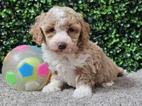 Pikka, a female Bichpoo for sale in Boyden, IA – Photo 3 of 10