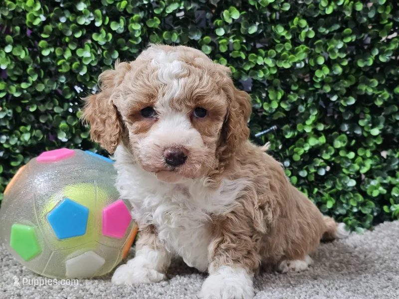 Pikka – Bichpoo puppy for sale in Boyden, IA