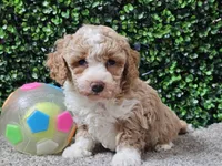 Pikka, a female Bichpoo for sale in Boyden, IA – Photo 1 of 10
