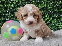 Pikka, a female Bichpoo for sale in Boyden, IA – Photo 10 of 10