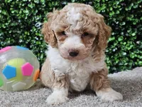 Pikka, a female Bichpoo for sale in Boyden, IA – Photo 9 of 10