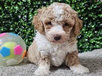Pikka, a female Bichpoo for sale in Boyden, IA – Photo 6 of 10