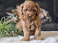 Kairi, a female Cavapoo for sale in Boyden, IA – 10 of 10