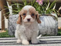 Taz, a male Cavapoo for sale in Boyden, IA – 9 of 10