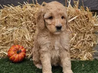 Shelby, a female Goldendoodle for sale in Boyden, IA – 9 of 10