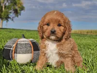Joey, a male Cavapoo for sale in Boyden, IA – 5 of 10