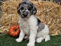 Snoopy, a male Goldendoodle for sale in Boyden, IA – 8 of 10