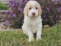 Millie, a female Goldendoodle for sale in Boyden, IA – 9 of 10