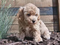 Raya, a female Havapoo for sale in Boyden, IA – 10 of 10