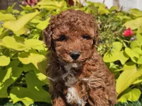Peanut , a male Poodle - Miniature  for sale in Boyden, IA – 10 of 10