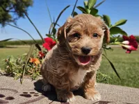 Isabella , a female Havapoo for sale in Boyden, IA – 10 of 10