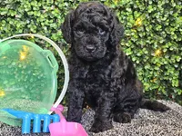 Felix, a male Whoodle for sale in Boyden, IA – 5 of 10