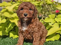 Phoenix , a male Poodle - Miniature  for sale in Boyden, IA – 5 of 10