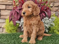 Wally, a male Goldendoodle for sale in Boyden, IA – 4 of 10