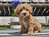 Piko, a male Maltipoo for sale in Boyden, IA – 8 of 10