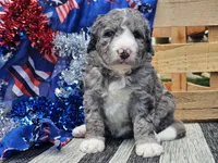 Katina, a male Bernedoodle for sale in Boyden, IA – 6 of 9