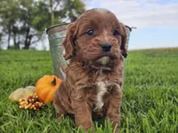 Oliver, a male Cavapoo for sale in Boyden, IA – 10 of 10