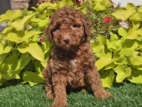 Polly, a female Poodle - Miniature  for sale in Boyden, IA – 3 of 10