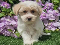 Callie, a female Havapoo for sale in Boyden, IA – 6 of 10