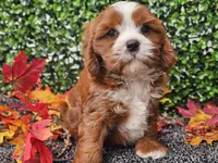 Toby, a male Cavapoo for sale in Boyden, IA – 4 of 10