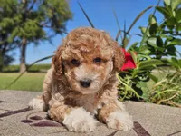 Isaac, a male Havapoo for sale in Boyden, IA – 2 of 10