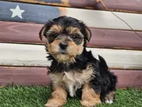 Kala, a female Morkie for sale in Boyden, IA – 10 of 10
