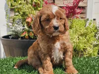 Gage, a male Cavapoo for sale in Boyden, IA – 6 of 10