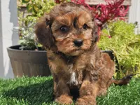 Gianna , a female Cavapoo for sale in Boyden, IA – 8 of 10
