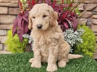 Walter, a male Goldendoodle for sale in Boyden, IA – 10 of 10