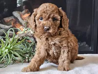 Kairi, a female Cavapoo for sale in Boyden, IA – 9 of 10