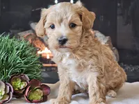 Piko, a male Maltipoo for sale in Boyden, IA – 9 of 10
