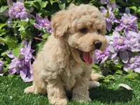 Colt, a male Havapoo for sale in Boyden, IA – 4 of 10