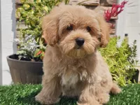 Laker, a male Maltipoo for sale in Boyden, IA – 10 of 10