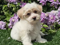 Callie, a female Havapoo for sale in Boyden, IA – 7 of 10
